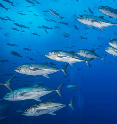 pesca confiable